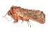  ( - K287641)  @13 [ ] CreativeCommons - Attribution Non-Commercial Share-Alike (2011) Andrew Mitchell Australian Museum