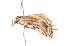  ( - K287708)  @13 [ ] CreativeCommons - Attribution Non-Commercial Share-Alike (2011) Andrew Mitchell Australian Museum
