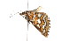  ( - K287739)  @12 [ ] CreativeCommons - Attribution Non-Commercial Share-Alike (2011) Andrew Mitchell Australian Museum