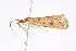  ( - K287740)  @13 [ ] CreativeCommons - Attribution Non-Commercial Share-Alike (2011) Andrew Mitchell Australian Museum