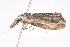  (Nola sp. 30 - K287757)  @13 [ ] CreativeCommons - Attribution Non-Commercial Share-Alike (2011) Andrew Mitchell Australian Museum