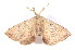  ( - K287770)  @13 [ ] CreativeCommons - Attribution Non-Commercial Share-Alike (2011) Andrew Mitchell Australian Museum