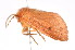  ( - K287772)  @14 [ ] CreativeCommons - Attribution Non-Commercial Share-Alike (2011) Andrew Mitchell Australian Museum