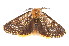  ( - K287791)  @13 [ ] CreativeCommons - Attribution Non-Commercial Share-Alike (2011) Andrew Mitchell Australian Museum