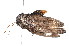 ( - K287798)  @12 [ ] CreativeCommons - Attribution Non-Commercial Share-Alike (2011) Andrew Mitchell Australian Museum