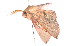  ( - K287840)  @11 [ ] CreativeCommons - Attribution Non-Commercial Share-Alike (2011) Andrew Mitchell Australian Museum