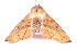  ( - K287841)  @13 [ ] CreativeCommons - Attribution Non-Commercial Share-Alike (2011) Andrew Mitchell Australian Museum