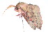  ( - K287842)  @12 [ ] CreativeCommons - Attribution Non-Commercial Share-Alike (2011) Andrew Mitchell Australian Museum