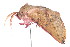  ( - K287843)  @12 [ ] CreativeCommons - Attribution Non-Commercial Share-Alike (2011) Andrew Mitchell Australian Museum