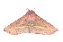  ( - K287844)  @12 [ ] CreativeCommons - Attribution Non-Commercial Share-Alike (2011) Andrew Mitchell Australian Museum