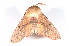  ( - K287845)  @12 [ ] CreativeCommons - Attribution Non-Commercial Share-Alike (2011) Andrew Mitchell Australian Museum