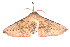  ( - K287846)  @12 [ ] CreativeCommons - Attribution Non-Commercial Share-Alike (2011) Andrew Mitchell Australian Museum