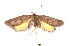  ( - K287943)  @14 [ ] CreativeCommons - Attribution Non-Commercial Share-Alike (2011) Andrew Mitchell Australian Museum
