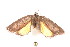  ( - K287945)  @14 [ ] CreativeCommons - Attribution Non-Commercial Share-Alike (2011) Andrew Mitchell Australian Museum