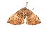  ( - K291299)  @13 [ ] CreativeCommons - Attribution Non-Commercial Share-Alike (2011) Andrew Mitchell Australian Museum