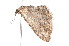  ( - K291338)  @12 [ ] CreativeCommons - Attribution Non-Commercial Share-Alike (2011) Andrew Mitchell Australian Museum