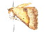  ( - K291361)  @13 [ ] CreativeCommons - Attribution Non-Commercial Share-Alike (2011) Andrew Mitchell Australian Museum