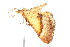  ( - K291362)  @14 [ ] CreativeCommons - Attribution Non-Commercial Share-Alike (2011) Andrew Mitchell Australian Museum