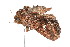  ( - K291452)  @14 [ ] CreativeCommons - Attribution Non-Commercial Share-Alike (2011) Andrew Mitchell Australian Museum