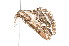  ( - K291499)  @12 [ ] CreativeCommons - Attribution Non-Commercial Share-Alike (2011) Andrew Mitchell Australian Museum