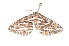  ( - K291500)  @12 [ ] CreativeCommons - Attribution Non-Commercial Share-Alike (2011) Andrew Mitchell Australian Museum