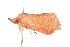  ( - K291502)  @11 [ ] CreativeCommons - Attribution Non-Commercial Share-Alike (2011) Andrew Mitchell Australian Museum