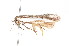  ( - K291504)  @13 [ ] CreativeCommons - Attribution Non-Commercial Share-Alike (2011) Andrew Mitchell Australian Museum