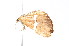  ( - K291506)  @12 [ ] CreativeCommons - Attribution Non-Commercial Share-Alike (2011) Andrew Mitchell Australian Museum