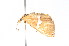  ( - K291509)  @12 [ ] CreativeCommons - Attribution Non-Commercial Share-Alike (2011) Andrew Mitchell Australian Museum
