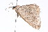  ( - K291575)  @12 [ ] CreativeCommons - Attribution Non-Commercial Share-Alike (2011) Andrew Mitchell Australian Museum