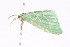  ( - K291628)  @12 [ ] CreativeCommons - Attribution Non-Commercial Share-Alike (2011) Andrew Mitchell Australian Museum