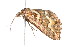  ( - K291647)  @12 [ ] CreativeCommons - Attribution Non-Commercial Share-Alike (2011) Andrew Mitchell Australian Museum