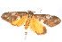  ( - K292110)  @13 [ ] CreativeCommons - Attribution Non-Commercial Share-Alike (2011) Andrew Mitchell Australian Museum