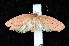  ( - K292166)  @13 [ ] CreativeCommons - Attribution Non-Commercial Share-Alike (2011) Andrew Mitchell Australian Museum