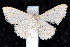  (Idaea inversata EF04 - K292179)  @14 [ ] CreativeCommons - Attribution Non-Commercial Share-Alike (2011) Andrew Mitchell Australian Museum