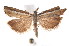  ( - K292213)  @14 [ ] CreativeCommons - Attribution Non-Commercial Share-Alike (2011) Andrew Mitchell Australian Museum
