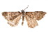  (Dichromodes icelodes - K292247)  @15 [ ] CreativeCommons - Attribution Non-Commercial Share-Alike (2011) Andrew Mitchell Australian Museum