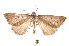  ( - K292248)  @14 [ ] CreativeCommons - Attribution Non-Commercial Share-Alike (2011) Andrew Mitchell Australian Museum