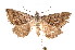  ( - K292249)  @14 [ ] CreativeCommons - Attribution Non-Commercial Share-Alike (2011) Andrew Mitchell Australian Museum