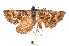  ( - K292254)  @12 [ ] CreativeCommons - Attribution Non-Commercial Share-Alike (2011) Andrew Mitchell Australian Museum