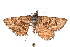  ( - K292256)  @12 [ ] CreativeCommons - Attribution Non-Commercial Share-Alike (2011) Andrew Mitchell Australian Museum