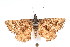  ( - K292257)  @12 [ ] CreativeCommons - Attribution Non-Commercial Share-Alike (2011) Andrew Mitchell Australian Museum