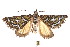  ( - K292261)  @13 [ ] CreativeCommons - Attribution Non-Commercial Share-Alike (2011) Andrew Mitchell Australian Museum