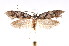  (Oxythecta loxomochla - K292268)  @14 [ ] CreativeCommons - Attribution Non-Commercial Share-Alike (2011) Andrew Mitchell Australian Museum