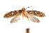  ( - K292335)  @14 [ ] CreativeCommons - Attribution Non-Commercial Share-Alike (2011) Andrew Mitchell Australian Museum