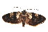  (Allotropha - K292341)  @14 [ ] CreativeCommons - Attribution Non-Commercial Share-Alike (2011) Andrew Mitchell Australian Museum