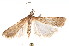  (Nechilo - K292370)  @13 [ ] CreativeCommons - Attribution Non-Commercial Share-Alike (2011) Andrew Mitchell Australian Museum