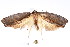 ( - K292395)  @13 [ ] CreativeCommons - Attribution Non-Commercial Share-Alike (2011) Andrew Mitchell Australian Museum