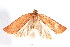  ( - am10205)  @12 [ ] CreativeCommons - Attribution Non-Commercial Share-Alike (2011) Andrew Mitchell Australian Museum