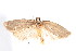  ( - am10207)  @12 [ ] CreativeCommons - Attribution Non-Commercial Share-Alike (2011) Andrew Mitchell Australian Museum